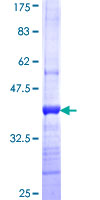 PCDHGB2 Protein - 12.5% SDS-PAGE Stained with Coomassie Blue.