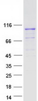 PCDHGB2 Protein - Purified recombinant protein PCDHGB2 was analyzed by SDS-PAGE gel and Coomassie Blue Staining