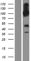 PCDHGB3 Protein - Western validation with an anti-DDK antibody * L: Control HEK293 lysate R: Over-expression lysate