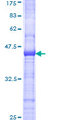 PCDHGB4 Protein - 12.5% SDS-PAGE Stained with Coomassie Blue.
