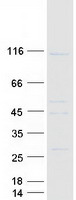 PCDHGB4 Protein - Purified recombinant protein PCDHGB4 was analyzed by SDS-PAGE gel and Coomassie Blue Staining