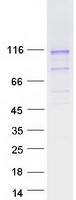 PCDHGB5 Protein - Purified recombinant protein PCDHGB5 was analyzed by SDS-PAGE gel and Coomassie Blue Staining