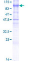 PCDHGB6 Protein - 12.5% SDS-PAGE of human PCDHGB6 stained with Coomassie Blue
