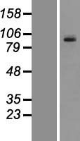 PCDHGC3 / PCDH2 Protein - Western validation with an anti-DDK antibody * L: Control HEK293 lysate R: Over-expression lysate
