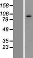 PCDHGC3 / PCDH2 Protein - Western validation with an anti-DDK antibody * L: Control HEK293 lysate R: Over-expression lysate