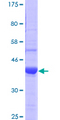 PCDHGC3 / PCDH2 Protein - 12.5% SDS-PAGE Stained with Coomassie Blue