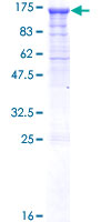 PCDHGC4 Protein - 12.5% SDS-PAGE of human PCDHGC4 stained with Coomassie Blue