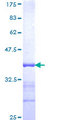 PCDHGC4 Protein - 12.5% SDS-PAGE Stained with Coomassie Blue.