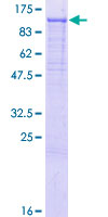 PCDHGC5 Protein - 12.5% SDS-PAGE of human PCDHGC5 stained with Coomassie Blue