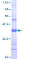 PCDHGC5 Protein - 12.5% SDS-PAGE Stained with Coomassie Blue.
