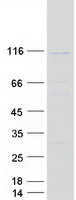 PCDHGC5 Protein - Purified recombinant protein PCDHGC5 was analyzed by SDS-PAGE gel and Coomassie Blue Staining