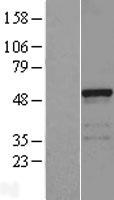 PCED1B Protein - Western validation with an anti-DDK antibody * L: Control HEK293 lysate R: Over-expression lysate
