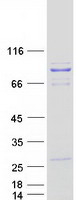 PCIF1 Protein - Purified recombinant protein PCIF1 was analyzed by SDS-PAGE gel and Coomassie Blue Staining
