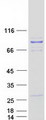 PCIF1 Protein - Purified recombinant protein PCIF1 was analyzed by SDS-PAGE gel and Coomassie Blue Staining