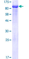 PCK1 Protein - 12.5% SDS-PAGE of human PCK1 stained with Coomassie Blue