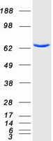 PCK1 Protein - Purified recombinant protein PCK1 was analyzed by SDS-PAGE gel and Coomassie Blue Staining