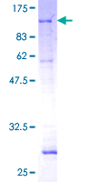 PCK2 / PEPCK Protein - 12.5% SDS-PAGE of human PCK2 stained with Coomassie Blue