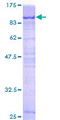 PCM1 Protein - 12.5% SDS-PAGE of human PCM1 stained with Coomassie Blue