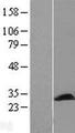 PCMT1 Protein - Western validation with an anti-DDK antibody * L: Control HEK293 lysate R: Over-expression lysate