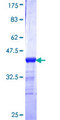PCMT1 Protein - 12.5% SDS-PAGE Stained with Coomassie Blue.