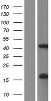 PCMTD1 Protein - Western validation with an anti-DDK antibody * L: Control HEK293 lysate R: Over-expression lysate