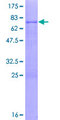 PCMTD1 Protein - 12.5% SDS-PAGE of human PCMTD1 stained with Coomassie Blue