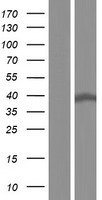 PCMTD2 Protein - Western validation with an anti-DDK antibody * L: Control HEK293 lysate R: Over-expression lysate