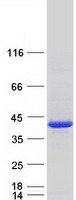 PCNA Protein - Purified recombinant protein PCNA was analyzed by SDS-PAGE gel and Coomassie Blue Staining