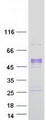 PCOLCE Protein - Purified recombinant protein PCOLCE was analyzed by SDS-PAGE gel and Coomassie Blue Staining
