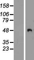 PCOLCE2 Protein - Western validation with an anti-DDK antibody * L: Control HEK293 lysate R: Over-expression lysate