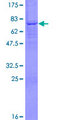 PCOLCE2 Protein - 12.5% SDS-PAGE of human PCOLCE2 stained with Coomassie Blue