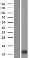 PCP4L1 Protein - Western validation with an anti-DDK antibody * L: Control HEK293 lysate R: Over-expression lysate
