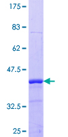 PCSK1N / PROSAAS Protein - 12.5% SDS-PAGE Stained with Coomassie Blue.