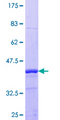 PCSK1N / PROSAAS Protein - 12.5% SDS-PAGE Stained with Coomassie Blue.