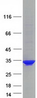 PCSK1N / PROSAAS Protein - Purified recombinant protein PCSK1N was analyzed by SDS-PAGE gel and Coomassie Blue Staining