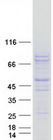 PCSK2 Protein - Purified recombinant protein PCSK2 was analyzed by SDS-PAGE gel and Coomassie Blue Staining