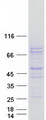 PCSK2 Protein - Purified recombinant protein PCSK2 was analyzed by SDS-PAGE gel and Coomassie Blue Staining