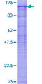 PCSK7 / PC7 Protein - 12.5% SDS-PAGE of human PCSK7 stained with Coomassie Blue