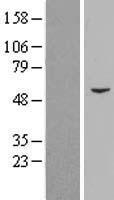 PCYOX1 Protein - Western validation with an anti-DDK antibody * L: Control HEK293 lysate R: Over-expression lysate