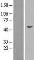 PCYOX1 Protein - Western validation with an anti-DDK antibody * L: Control HEK293 lysate R: Over-expression lysate