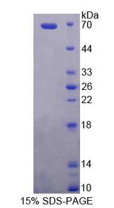 PCYOX1 Protein - Recombinant Prenylcysteine Oxidase 1 By SDS-PAGE
