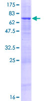 PCYOX1L Protein - 12.5% SDS-PAGE of human PCYOX1L stained with Coomassie Blue
