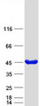 PCYT1A / CCT Alpha Protein - Purified recombinant protein PCYT1A was analyzed by SDS-PAGE gel and Coomassie Blue Staining
