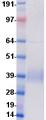 PD-L2 / PDCD1LG2 / CD273 Protein