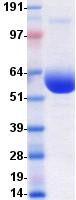 PD-L2 / PDCD1LG2 / CD273 Protein