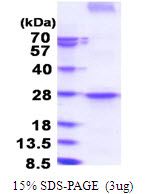 PD-L2 / PDCD1LG2 / CD273 Protein