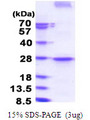 PD-L2 / PDCD1LG2 / CD273 Protein