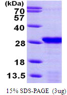 PDAP1 Protein
