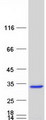 PDAP1 Protein - Purified recombinant protein PDAP1 was analyzed by SDS-PAGE gel and Coomassie Blue Staining