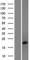 PDC Protein - Western validation with an anti-DDK antibody * L: Control HEK293 lysate R: Over-expression lysate